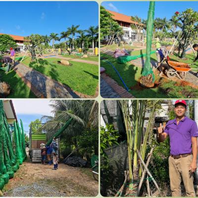 Chà là mô Red Barhee - 136